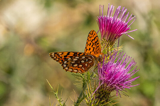 Carole's Silverspot (Speyeria carolae) Butterfly, Feeding on a Arizona Thistle (Cirsium anrzonicum) Bloom...Extremely Rare Butterfly Found Only in the Spring Mountains Near Las Vegas in Nevada