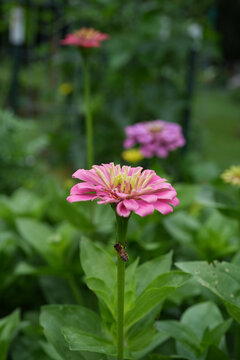 Pink zinnia flower with a honeybee on its stem. flower bed full of zinnia flowers.