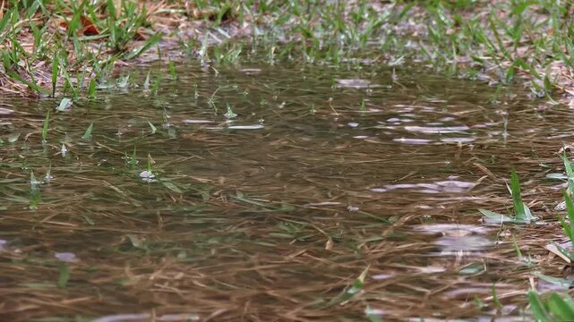 Close up of raindrops falling in a puddle on green lawn creating endless ripples, dead grass, 4K