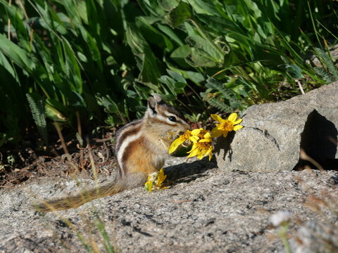Least Chipmunk Feeding on a Yellow Wildflower Near Lake Isabelle, Colorado