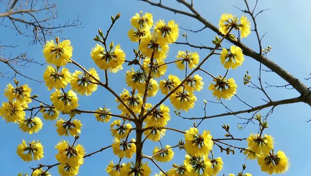 Breathtaking low angle 4K view of golden wattle blossoms dancing under a brilliant azure sky highlighting the delicate yellow puffballs and natural outdoor motion on a sunny spring afternoon