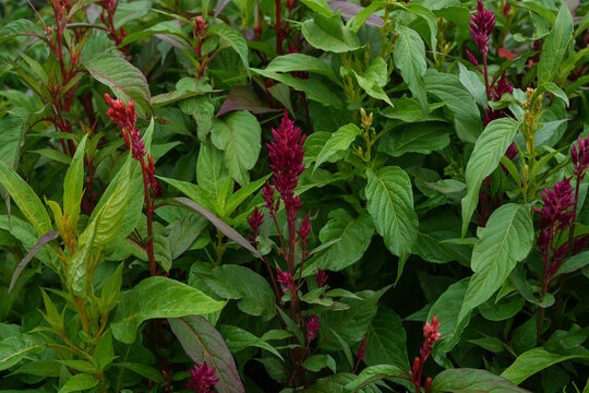 Flower garden bed full of celosia plants. Flowering celosia. 