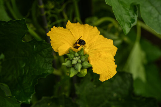 Bumblebee taking the pollen from a squash flower in an outdoor garden.