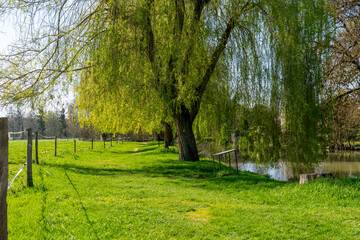 Fototapeta premium Weide Weiden Wiese Baum 