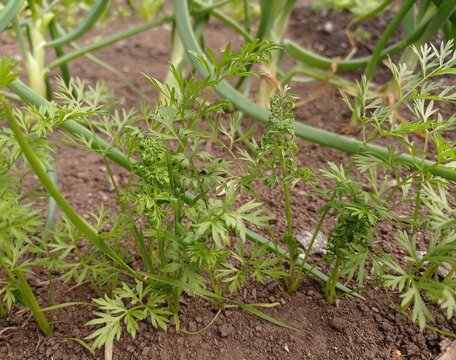 Close up of some deformed carrot leaves damaged by carrot psyllid (Trioza apicalis).