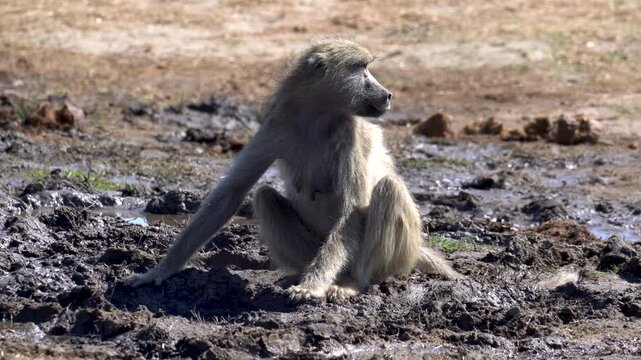 Chacma Baboon Drinks from a Muddy Puddle at an African Waterhole, demonstrating natural survival behavior during the dry season.