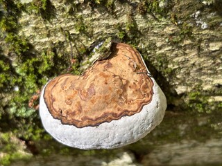 Artist's bracket fungus growing on a moss-covered tree trunk in the forest. © Julia