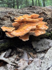 Vibrant orange and yellow chicken of the woods shelf fungus growing on a decaying tree trunk. © Julia