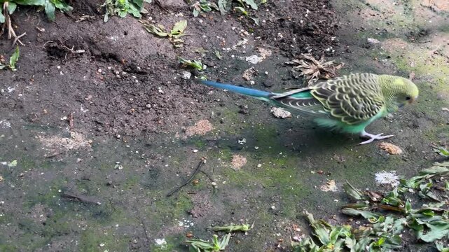 A small colorful budgerigar parakeet foraging on the ground