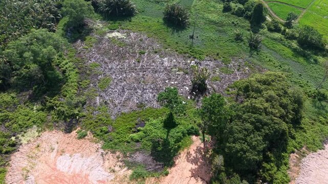 Aerial view of deforested land with exposed earth. Vibrant greenery contrasts with barren