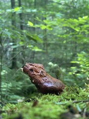 Shiny varnish shelf fungus growing on a mossy log in a green summer forest. © Julia