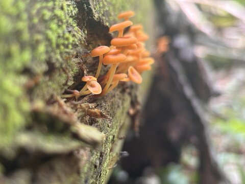 Group of tiny, delicate orange mycena mushrooms growing on a mossy fallen tree trunk.