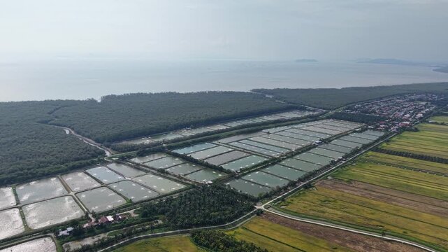 Aerial view reveals salt pans beside mangroves. Rows of pools reflect sky and sea