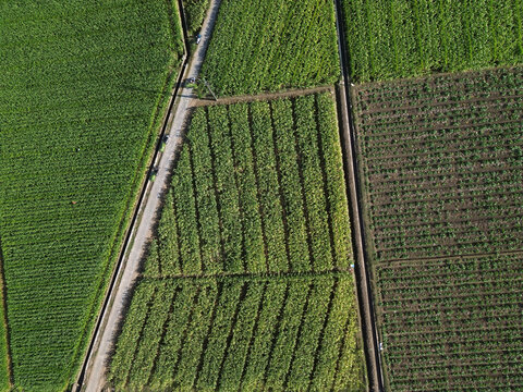 Aerial top-down view of geometric green agricultural fields and plantations in Malang Regency, Indonesia