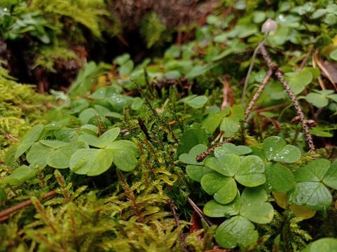 Close up of some wood sorrels growing in a forest in November.