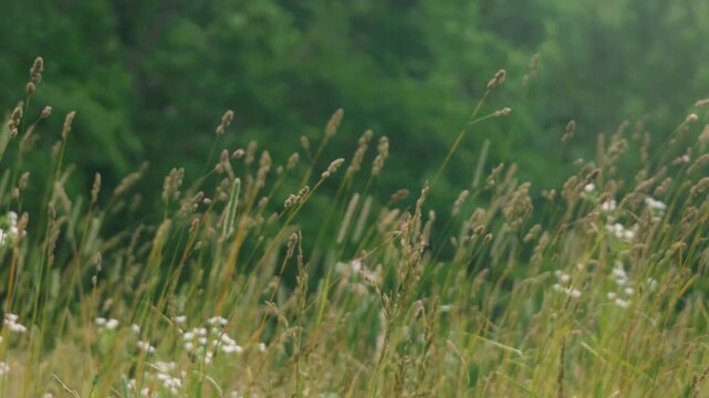 Close-up of Grass with Forest Background