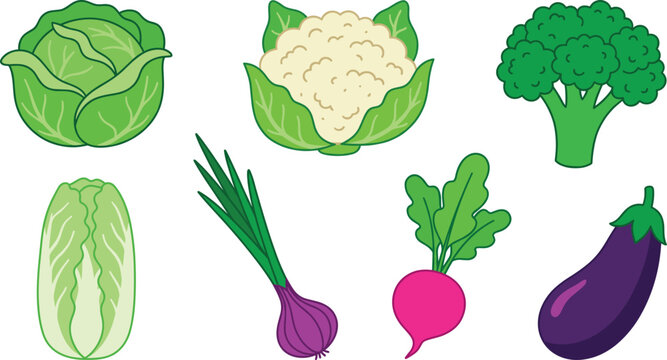 Fresh organic vegetable set vector illustration with cabbage cauliflower broccoli napa cabbage scallion radish and purple eggplant.