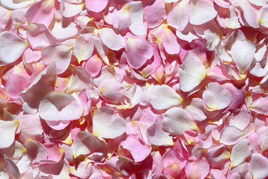 Background of pink petals