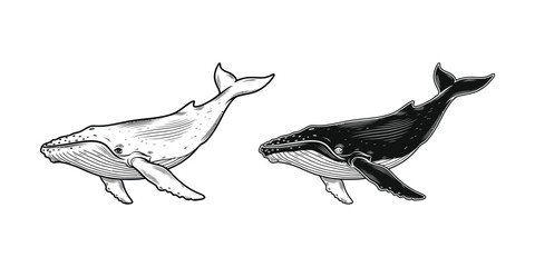 Humpback whale illustration set featuring a detailed line art sketch and a solid black silhouette design © Freelancer Orchi