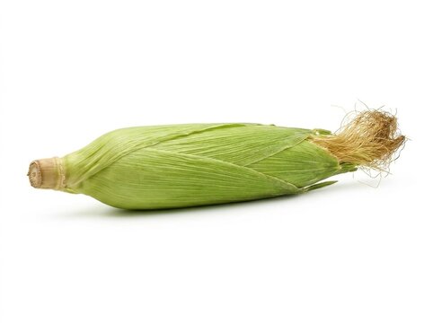 Fresh organic green corn on the cob in husk with silk tassel isolated on pure white background, studio lighting highlighting natural texture and vibrant vegetable color for farm harvest.