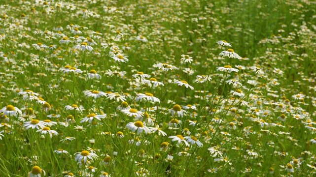 Chamomile. White daisy flowers. Gentle breeze flows through field of white daisies, natural summer background, 4k video