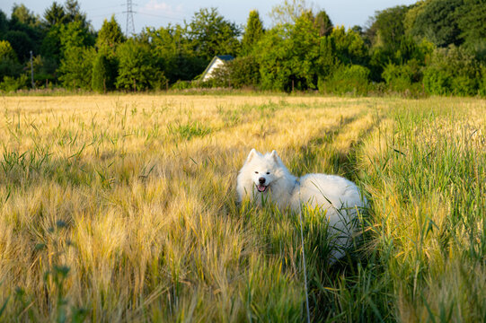 White Samoyed Dog in Golden Wheat Field, Autumn Harvest and Pet Lifestyle. A beautiful white Samoyed dog sitting or standing amidst a mature golden wheat field, with a lush green forest background