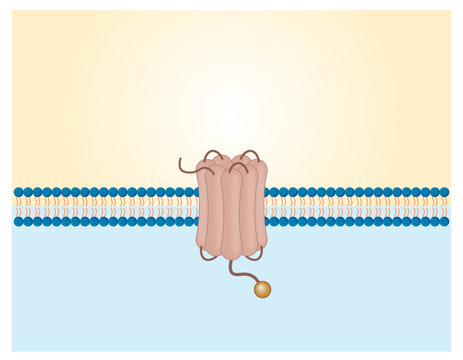 Glucagon-like peptide-1 receptor, GLP-1R. GLP1 receptor in the cell membrane. Heterotrimeric G-protein and Ligands. Weight loss therapy. Vector illustration.