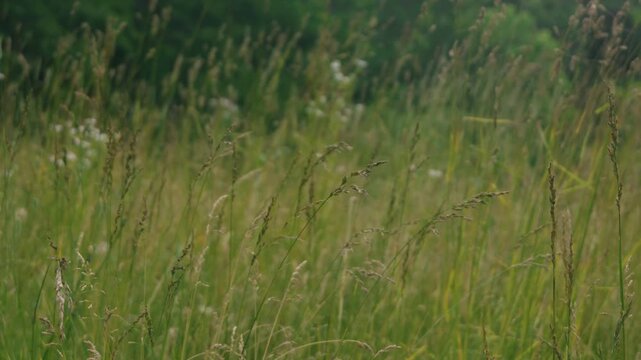 Close-up of Grass with Forest Background