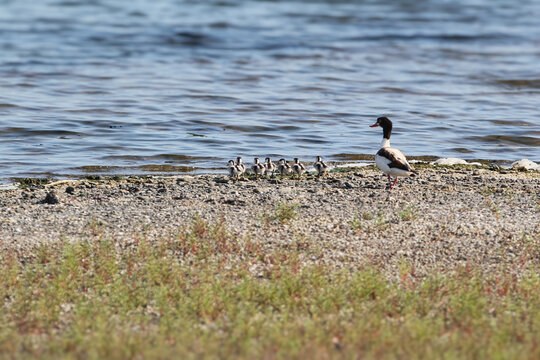 A female Common Shelduck [Tadorna tadorna] walking with a large brood of fluffy ducklings on a pebble beach.