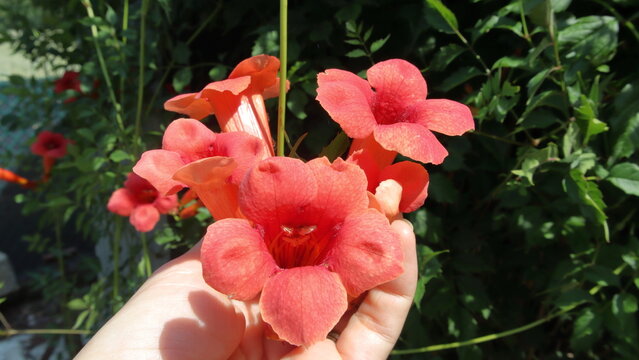 Fiori rossi di bignonia a forma di tromba, bignonia campsis, una mano femminile che tiene bellissimi fiori di bignonia 