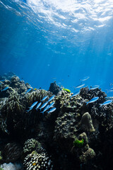School of fusilier fish swimming over a hard coral reef in blue ocean. © PIPE DIVE UNDERWATER