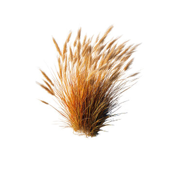 wild grass tuft illustration on transparent background cutout isolated illustraion cutout isolated illustraion on transparent background