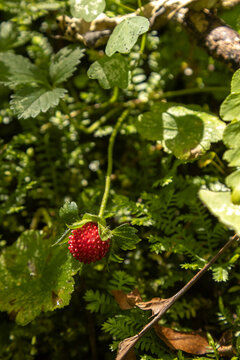 Ripe wild strawberry on a plant in a forest setting