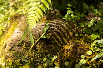 Close-up of mossy rock surface with fern leaves in a forest © Fudi