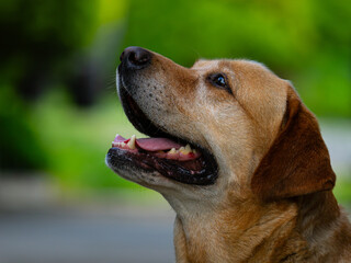 Golden labrador retriever profile portrait with open mouth outdoors. © fotomaster