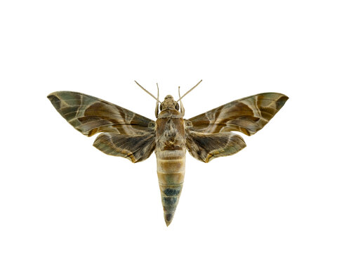 Large hawk-moth with open wings isolated on white background.
