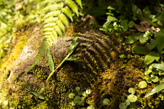 Close-up of mossy rock surface with fern leaves in a forest