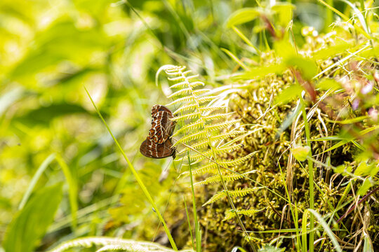 Two butterflies mating on a delicate fern leaf in nature