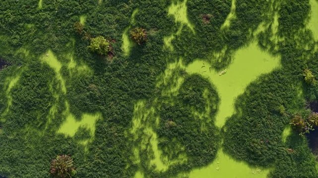 Aerial shows green algae spreading over water with scattered patches of dense natural wetland ecosystem