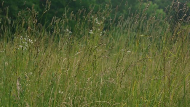 Close-up of Grass with Forest Background