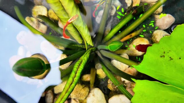 Colorful Aquarium Plants Swaying in Water from Above with Decorative Fish