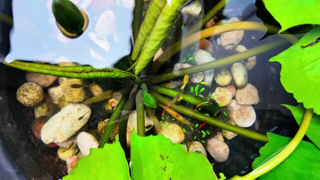 Colorful Shrimp Swimming Among Aquatic Plants and Stones in Freshwater Aquarium