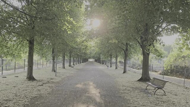 Sunlight streaming throught forest tress