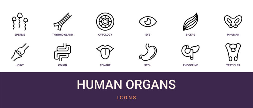 Set of 12 outline web Human Organs icons such as testicles, endocrine system, stoh, tongue, colon, joint, p from human organs collection. Thin such as medical, joint. for use on web and mobile apps,