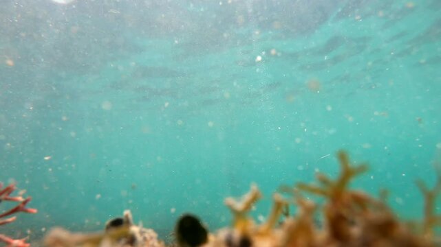 Sun Rays Illuminating Crystal Clear Caribbean Water with Suspended Sand Particles in Bocas del Toro