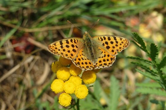 Argynnis paphia butterfly on yellow tansy flowers in the meadow, closeup
