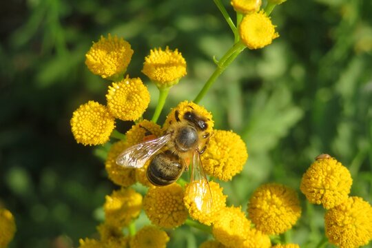 Honeybee on yellow tansy flowers in the meadow, closeup
