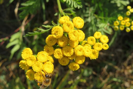 Tansy flowers in the meadow, closeup