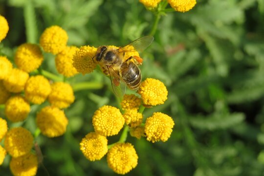 Honeybee on yellow tansy flowers in the meadow, closeup