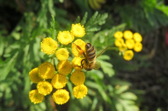 Honeybee on yellow tansy flowers in the meadow, closeup